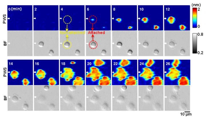 Novel Label-free Microscopy Enables Dynamic, High-resolution Imaging Of ...