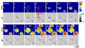 Novel label-free microscopy enables dynamic, high-resolution imaging of cell interactions