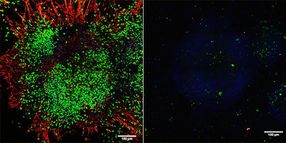 TET proteins drive early neurogenesis