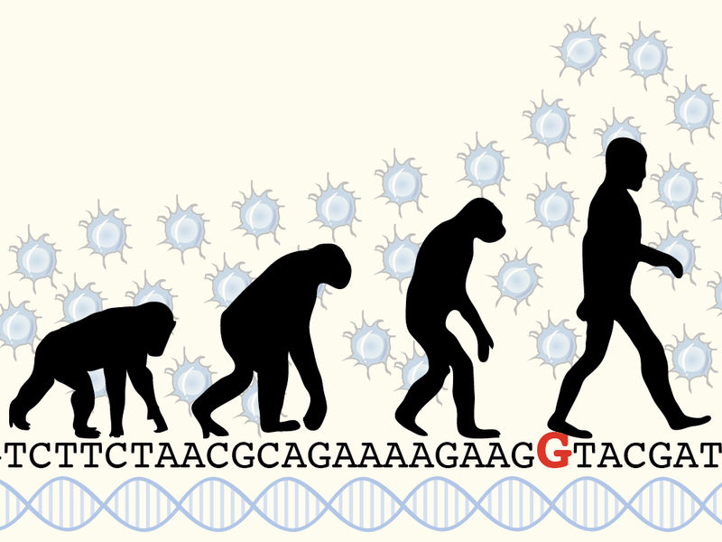 © MPI f. Molecular Cell Biology and Genetics