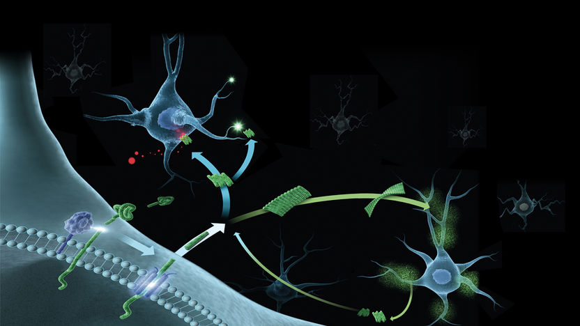 Erstmals "Funktionsverlust" des Alzheimer-Proteins Aβ beobachtet - Durch Aggregation verliert Aβ die Bindefähigkeit an einen wichtigen Bestandteil der Nervenzellmembran