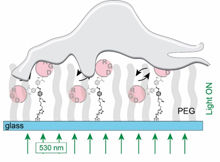 Mit Molekülen und Licht an Zellen zupfen