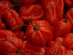 Spicy molecule inhibits growth of breast cancer cells