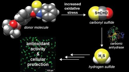 New class of hydrogen sulfide donor molecules created