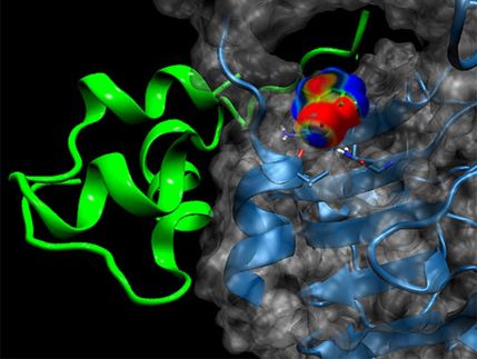 Chemically modified insulin is available more quickly