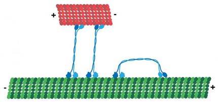 Scientists discover a molecular motor has a 'gear' for directional switching