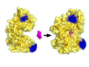 Bakterielles Pac-Man-Molekül schnappt nach Zucker