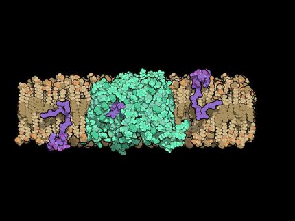 Bacterial protein structure could aid development of new antibiotics