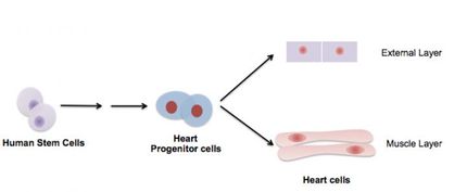 Stem cells used to regenerate the external layer of a human heart