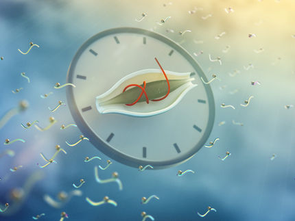 25 Prozent der Proteinschalter arbeiten nach der inneren Uhr der Zelle