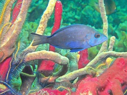 Rekombination schützt vor egoistischen Genen