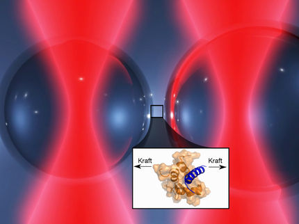 Optische Pinzette enthüllt ein Geheimnis der Muskelkraft