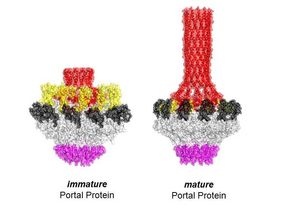 Viral protein transforms as it measures out DNA