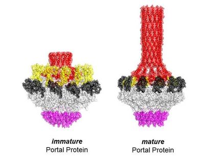 Viral protein transforms as it measures out DNA
