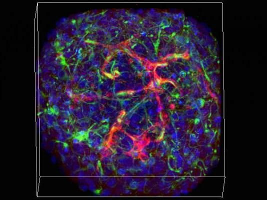 Hoffman-Kim lab/Brown University