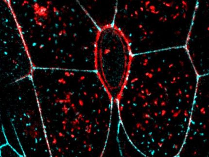 Letting go -- how dying cells detach from their neighbors