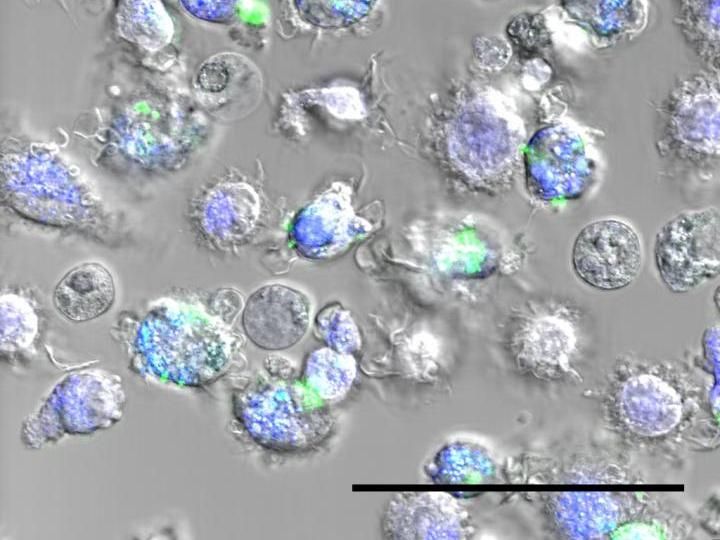 Screening the most useful nanoparticles for medicine