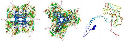 Röntgenblitze entschlüsseln Struktur von Virus-Kokon