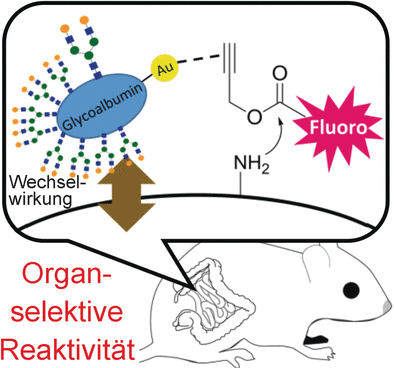 Katalyse in der Maus - Organ-spezifische Katalyse mit Metallkomplexen in lebenden biologischen Systemen