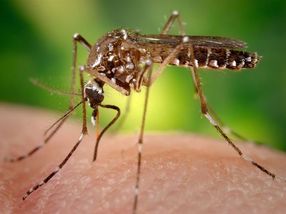 Zika: Stammzellforschung ermöglicht Blick in frühe Hirnentwicklungsstörungen