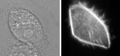 Nanoinjektion steigert Überlebensrate von Zellen