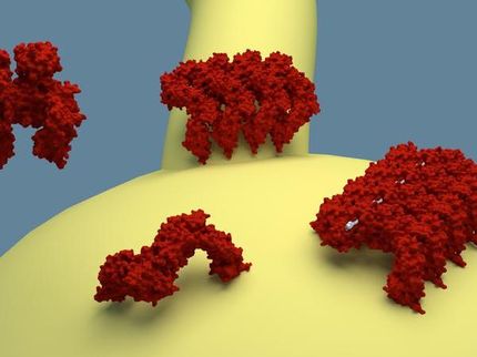 Wie Proteine Zellmembranen verformen