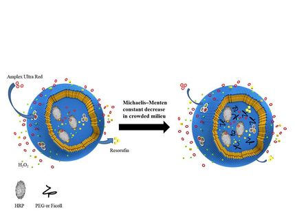 Researchers Imitate Molecular Crowding in Cells