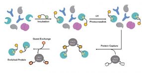 Supramolecular protein fishing with molecular baits