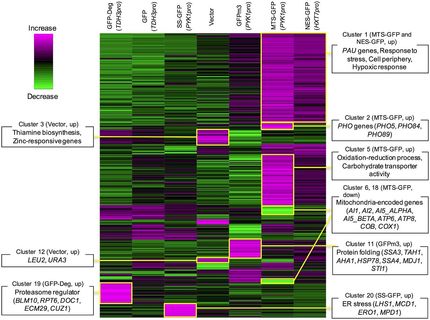 Overloading of protein localization triggers cellular defects