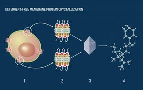 Biophysicists propose new approach for membrane protein crystallization