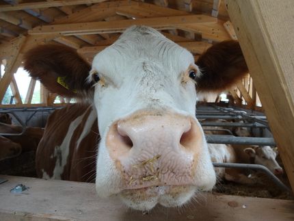 Wie Stalldreck vor Allergien schützt