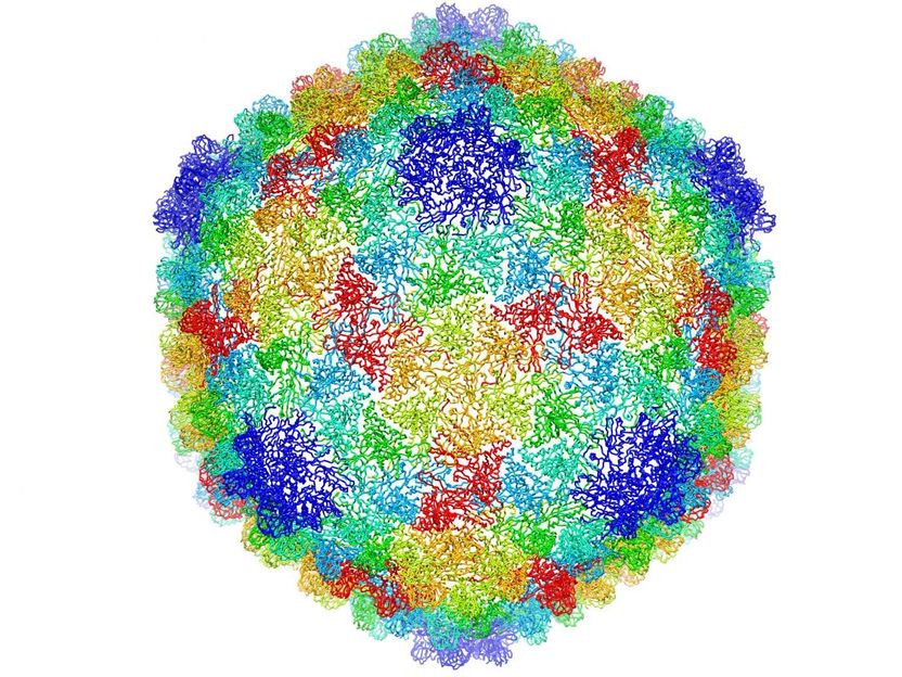 Detailed chemical structure of P22 virus resolved