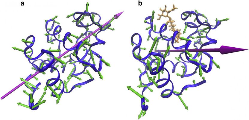 Reprinted with permission of Biophysical Journal