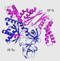 Et Tu, E. Coli?