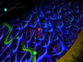 Quantum dots illuminate transport within the cell