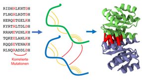Proteinstruktur mittels Big Data vorhergesagt