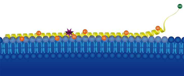 Parkinson auf der Spur - Chemiker weisen Folgen von punktuellen Mutationen des Proteins Alpha-Synuclein nach