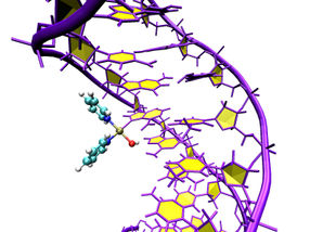 How do metals interact with DNA?