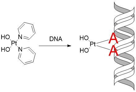 Copyright: Juan J. Nogueira, Universität Wien