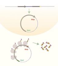 New study shows circular RNA can encode for proteins