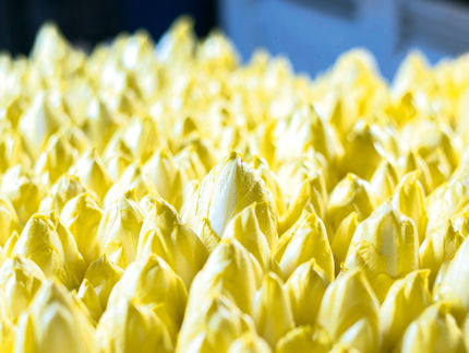 Schad­stoffe in Salaten