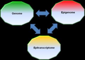 Después del epigenoma: El epitranscriptoma
