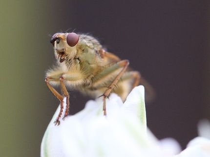 Napping flies have higher resistance to deadly human pathogen