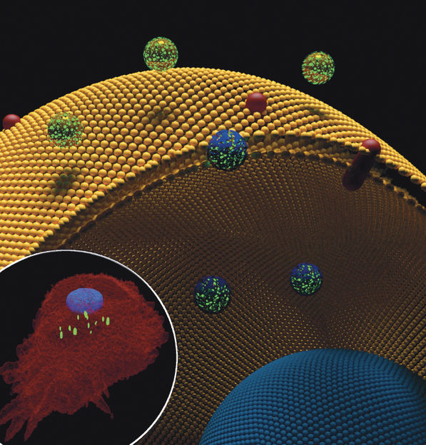 © Barbara Rothen-Rutishauser and Alke Petri-Fink, Adolphe Merkle Institute, Fribourg; Rodriguez-Lorenzo et al. (2014), Small, 10: 1341–1350. doi:10.1002/smll.201302889