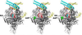 Structure of tuberculosis drug target determined