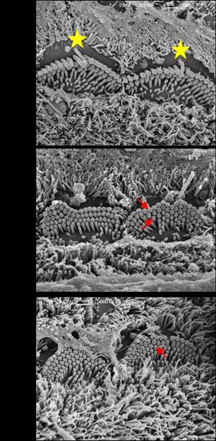 Professor Andrew Forge, Ear Institute, UCL London