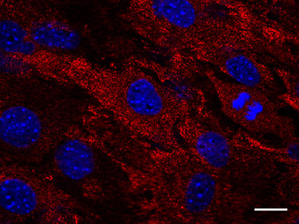 Gefährlichkeit neuer Grippe-Erreger vorhersagen