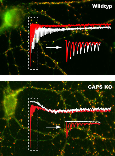 Was uns schnell schalten lässt - Verkannte Proteine steuern die zuverlässige Signalübertragung in Nervenzell-Netzwerken