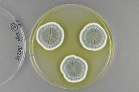 Fungi have enormous potential for new antibiotics