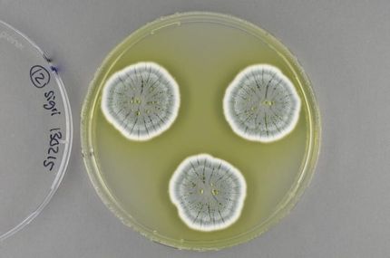 Fungi have enormous potential for new antibiotics
